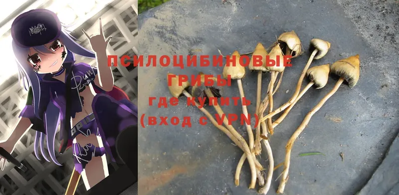 Псилоцибиновые грибы Psilocybe  hydra   Иннополис  сколько стоит 